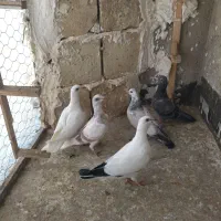 کبوتربجنورد