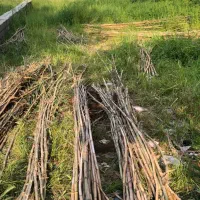 نی برای پرچین و باغبانی