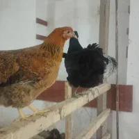 مرغ تخمگذار گلپایگان.