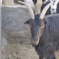 بز بزغاله دار