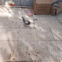 کفتر