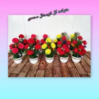 گل داوودی