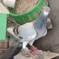 کفتر زاغ جوانه صید پرشی و قره سبز پلاکی سیستان