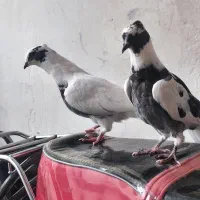 کبوتر خال شاپر