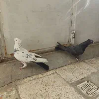 کبوتر پر|پرنده|شهرکرد, |دیوار