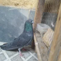 زاغ سبز|پرنده|سمنان, |دیوار