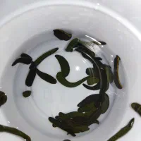 زالو فروشی(پرورشی،صیدی)