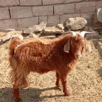 بزغاله دورگه|حیوانات مزرعه|گزیک, |دیوار