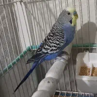 مرغ عشق انگلیسی نر رینبو|پرنده|تهران, مسعودیه|دیوار