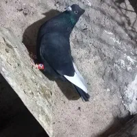 کبوتر|پرنده|مرودشت, ولایت|دیوار