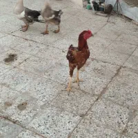 یک جفت قو غاز اصل ویک جوجه خروس چابهاری|حیوانات مزرعه|زابل, |دیوار