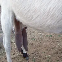 بزپاکستانی .بنگالی|حیوانات مزرعه|بیرجند, |دیوار