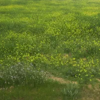 فروش طرح دامپروری در قلعه تل