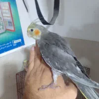 طوطی عروس سوپر رام نر ۲عدد