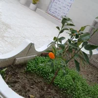 سوئیت امن بندرترکمن