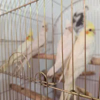 جوجه عروس هلندی آلبینو و لوتینو|پرنده|قم, اسمعیل آباد|دیوار