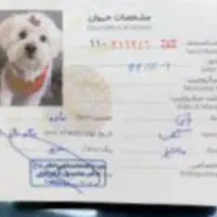 سگ نژاد شیدزو