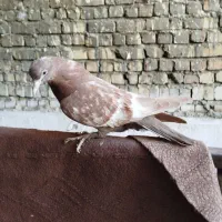 کفتر جوجه سینه دم قهوایی و طوقی|پرنده|قم, تولید دارو و یخچال|دیوار