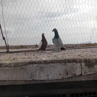 دوتا نر پریده