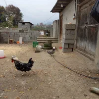 مرغ وخروس لهستانی ولاری|حیوانات مزرعه|اسالم, |دیوار