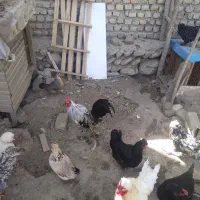 مرغ و خروس پاکوتاه کاکلی و پاپر|حیوانات مزرعه|بندر گز, |دیوار