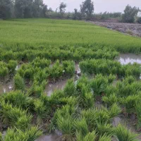 بذر شالی ندا