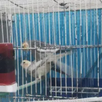 عروس هلندی سالم وشاداب|پرنده|شیروان (خراسان), |دیوار