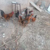 ۸عدد مرغ وخروس محلی