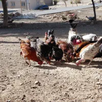 جوجه مرغ و خروس