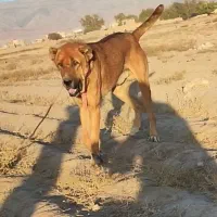 واگذاری سگ خراسانی نگهبان و گلگی