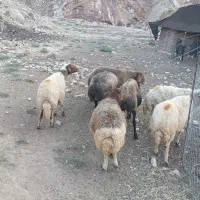 گوسفند