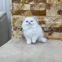 پرشین عروسکی|گربه|مهاباد (آذربایجان غربی), |دیوار