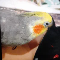 یک عروس هلندی طوسی زردرنگ گمشده امروز|حیوانات|میبد, |دیوار