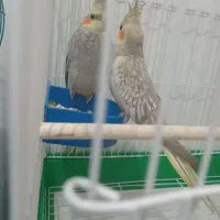 جفت عروس هلندی