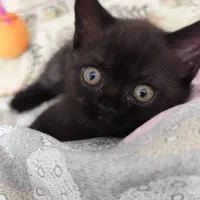 بچه گربه بریتیش|گربه|اندیشه, اندیشه فاز ۱|دیوار