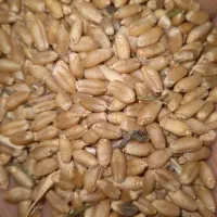 گندم کوهدشت فروشی