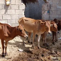 گاو یا گوساله نر و ماده و گوسفند