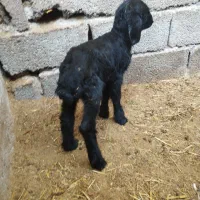 بره شیری|حیوانات مزرعه|شاهدشهر, |دیوار