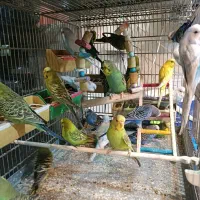 مرغ عشق انگلیسی عمده