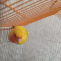 طوطی برزیلی|پرنده|اردبیل, |دیوار