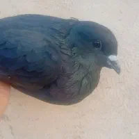یک جفت ذاغ دم سفید