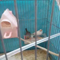 فنچ نر ماده کار درست