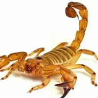 سمپاشی تضمینی|خدمات نظافت|ایلام, |دیوار