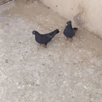 گفتر اصفهانی نر7عدد2عددماده|پرنده|برخوار, |دیوار