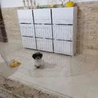 خانه پارک سگ و خرگوش و گربه