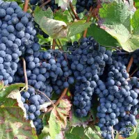 نهالستان شهر نهال با ضمانت کتبی 5 ساله|خدمات باغبانی و درختکاری|ایلام, |دیوار