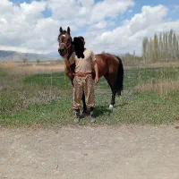 اسب درشوره نریان