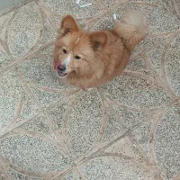 پامر میکس روباهی