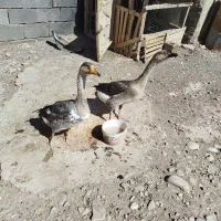 غاز|حیوانات مزرعه|نیشابور, مازول|دیوار