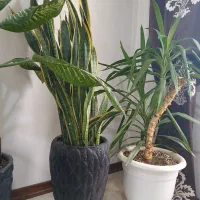 گل سانسوریا طلایی دو عدد غول پیکر و پر بلند